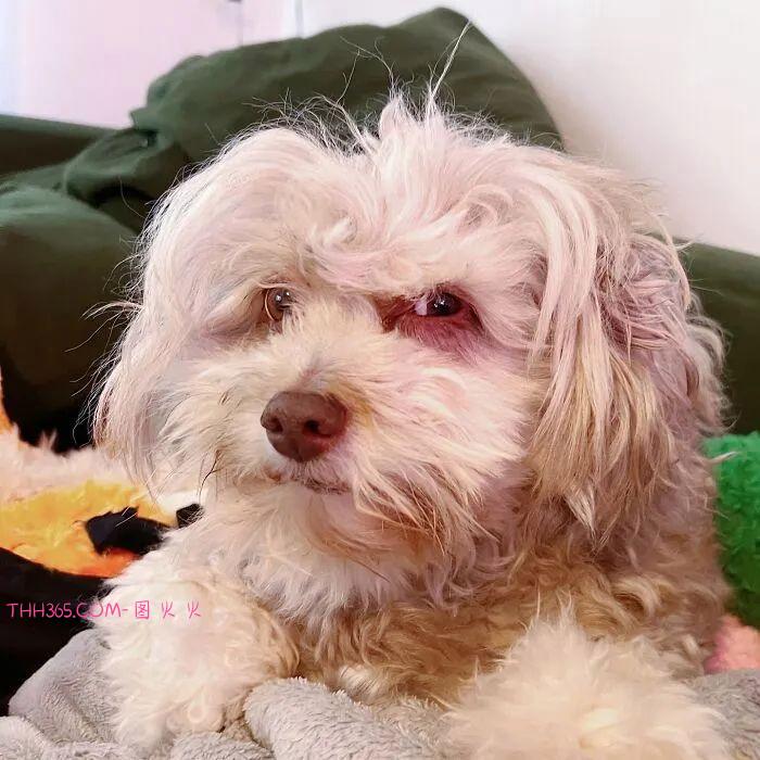 “带着人类微笑的狗狗”，融化了众多网友的心，意外走红插图5