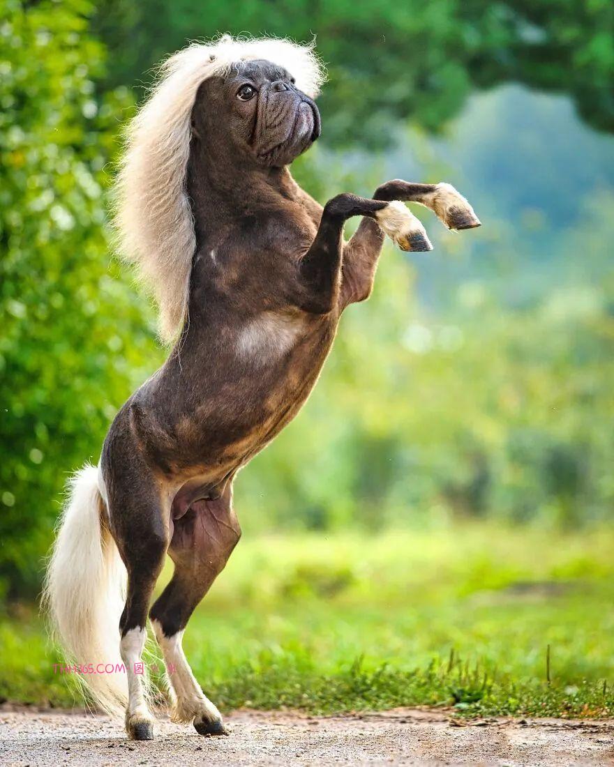 太有趣了！16幅异想天开的混搭动物，越看越有意思插图5