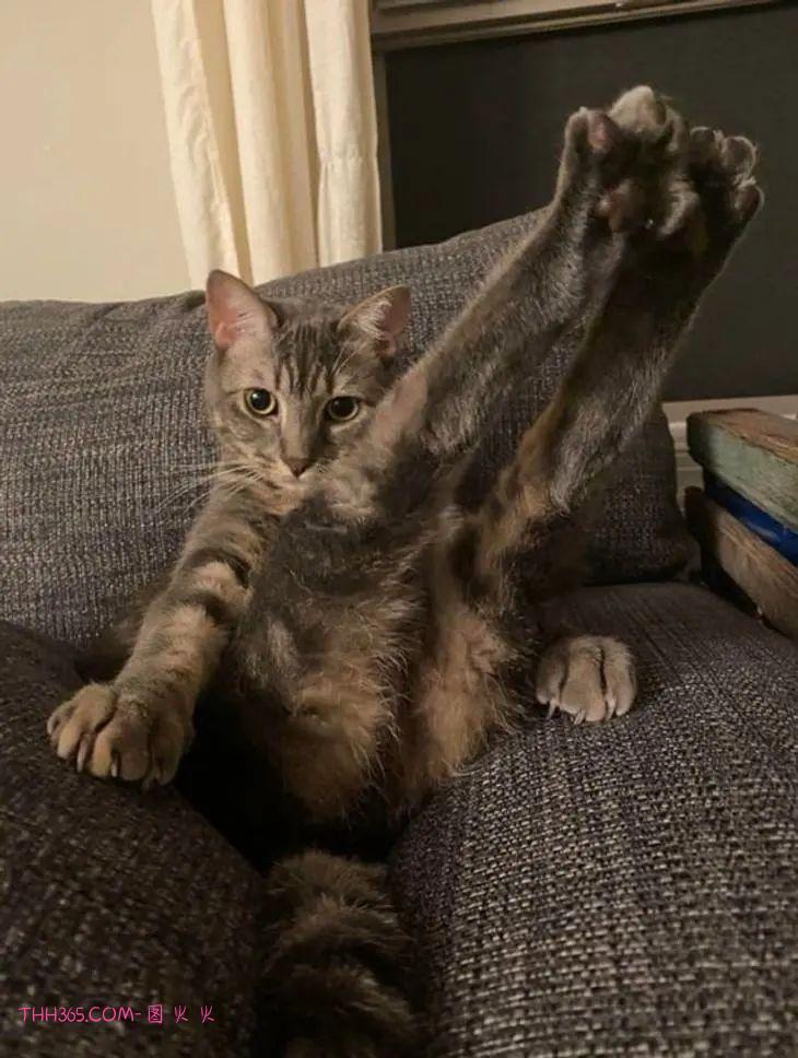 12张有趣的宠物图片，原来养宠物的生活也可以很有趣插图5