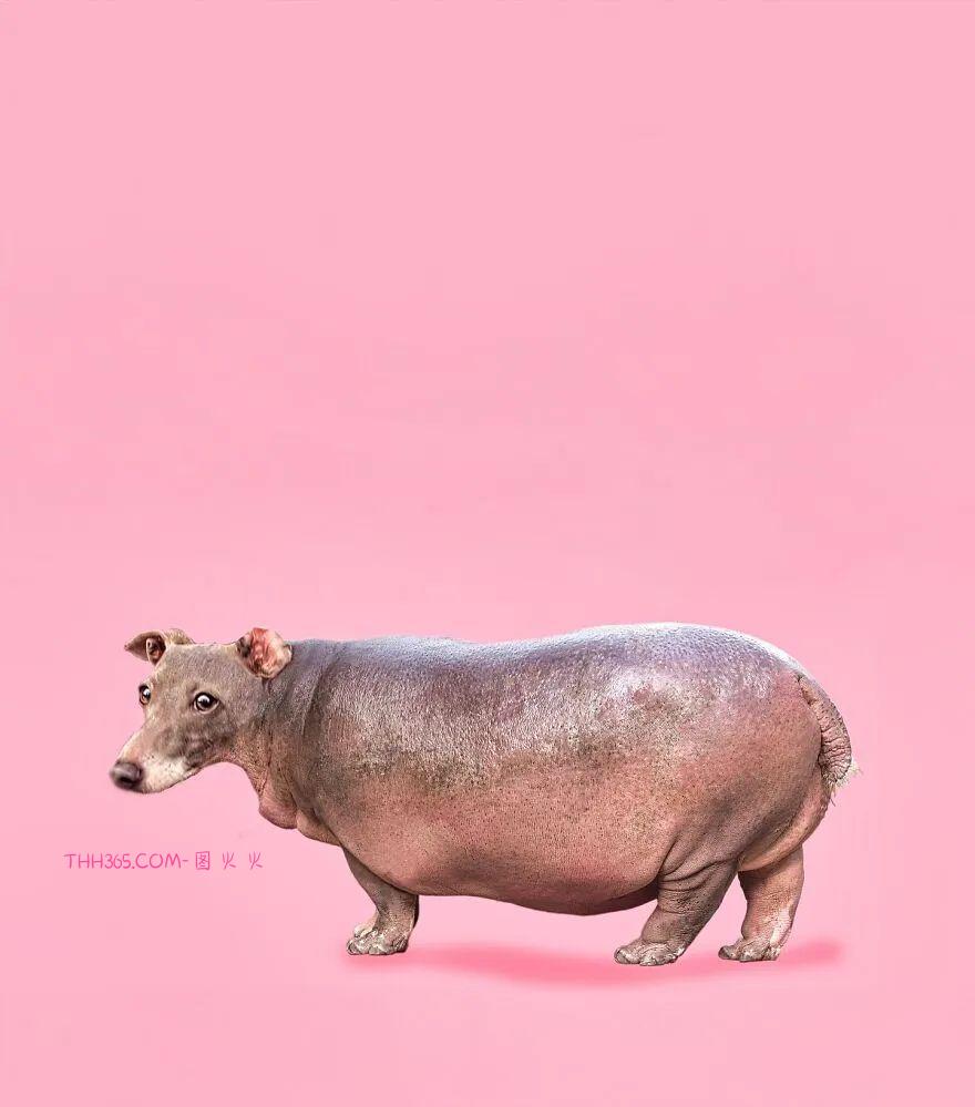 太有趣了！16幅异想天开的混搭动物，越看越有意思插图18