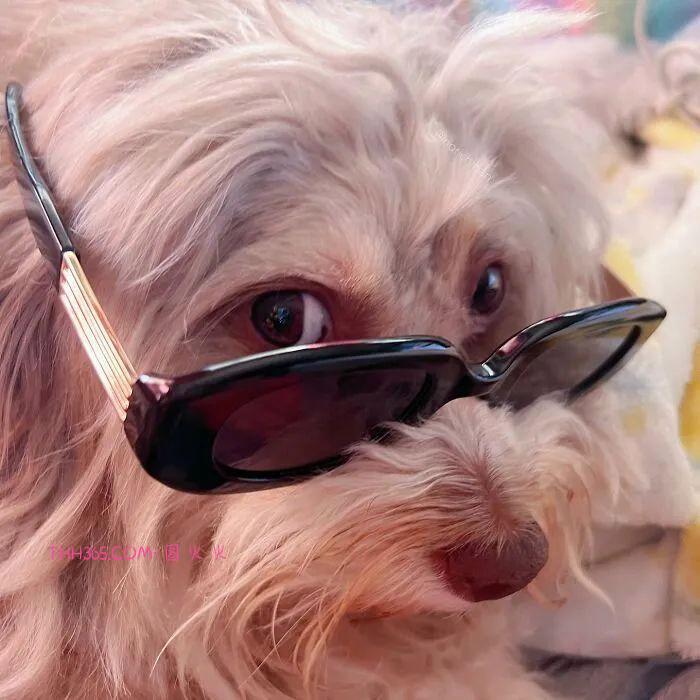 “带着人类微笑的狗狗”，融化了众多网友的心，意外走红插图6