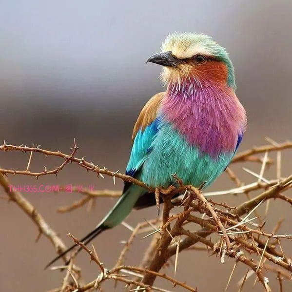 12种令人心情愉悦的独特动物，让人惊叹不已插图3