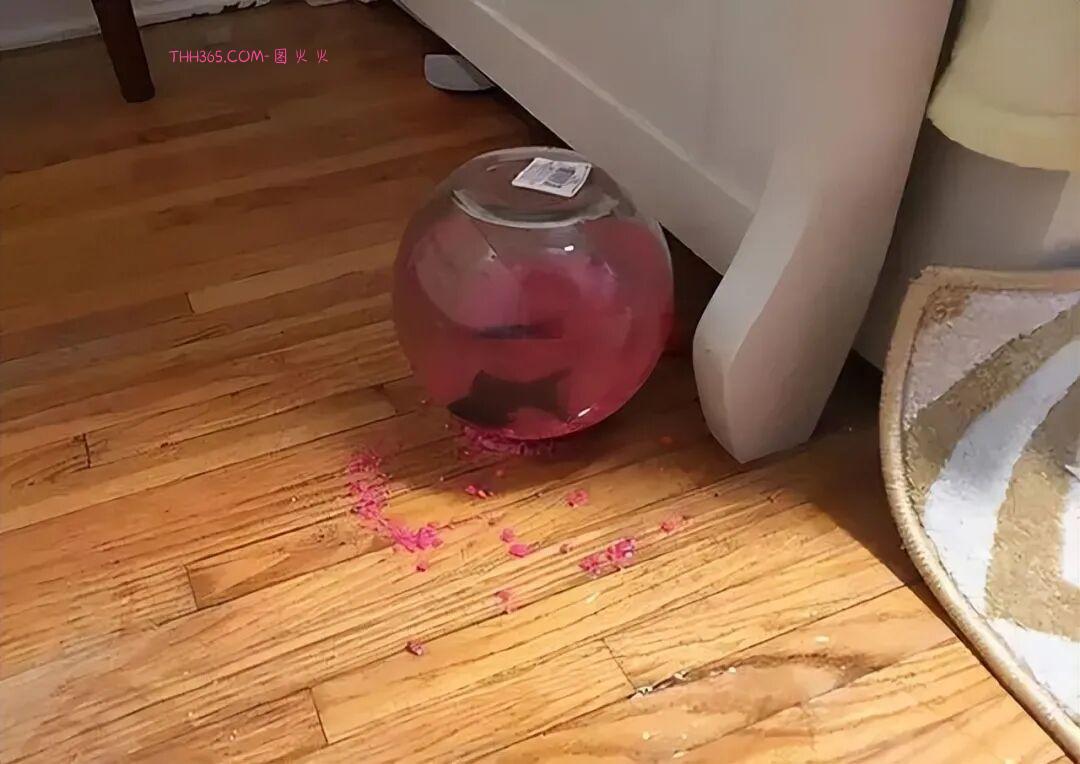 巧合界的天花板：20张照片太离谱，现实都编不出这样的剧本插图3