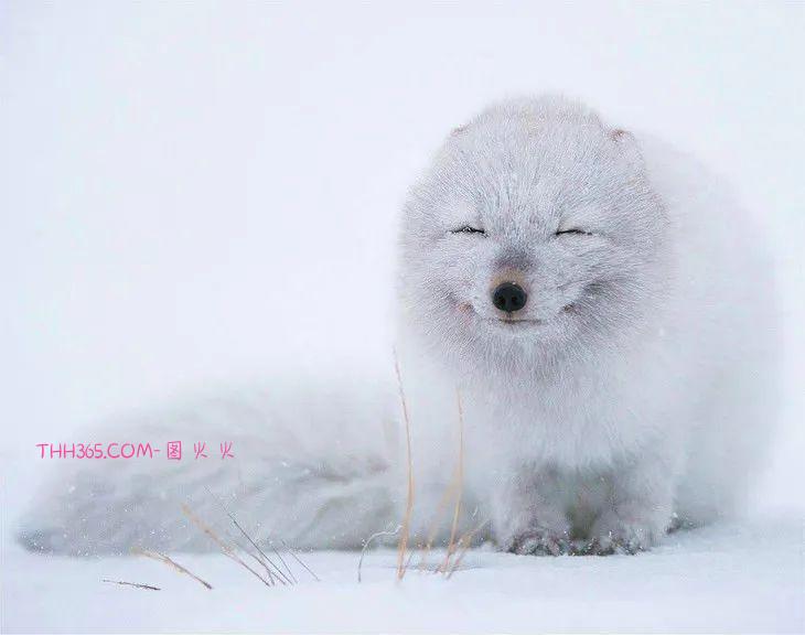 16种可爱的笑脸动物，边看边微笑插图16