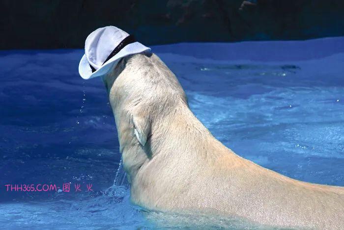 北极熊将一顶帽子玩出新戏法,网友:越看越想看,可爱极了!插图4 北极熊将一顶帽子玩出新戏法,网友:越看越想看,可爱极了!插图4