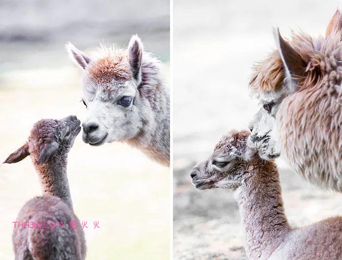 向动物妈妈致敬：15张照片，每一张看了都让人为之动容插图6
