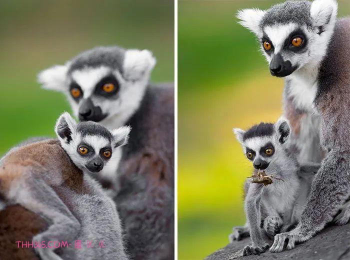 向动物妈妈致敬：15张照片，每一张看了都让人为之动容插图4