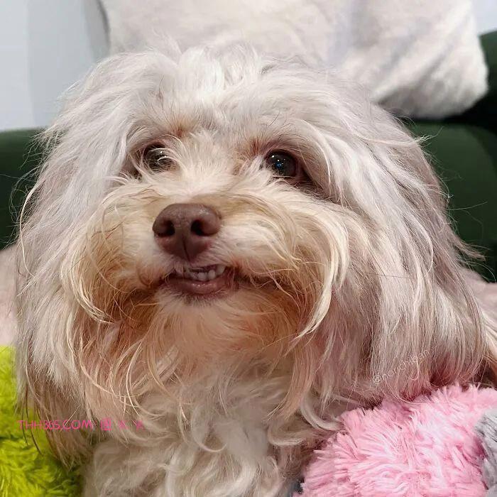 “带着人类微笑的狗狗”，融化了众多网友的心，意外走红插图7