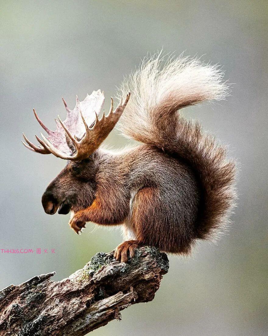 太有趣了！16幅异想天开的混搭动物，越看越有意思插图14