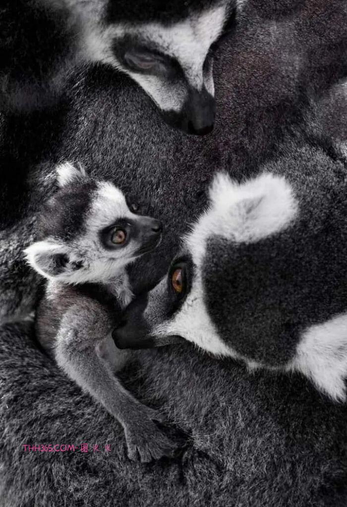 向动物妈妈致敬：15张照片，每一张看了都让人为之动容插图10