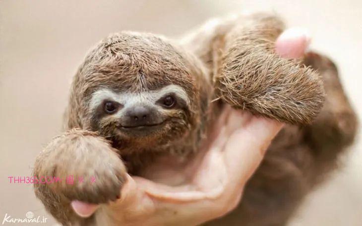 16种可爱的笑脸动物，边看边微笑插图3