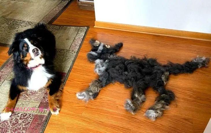 12张有趣的宠物图片，原来养宠物的生活也可以很有趣插图10