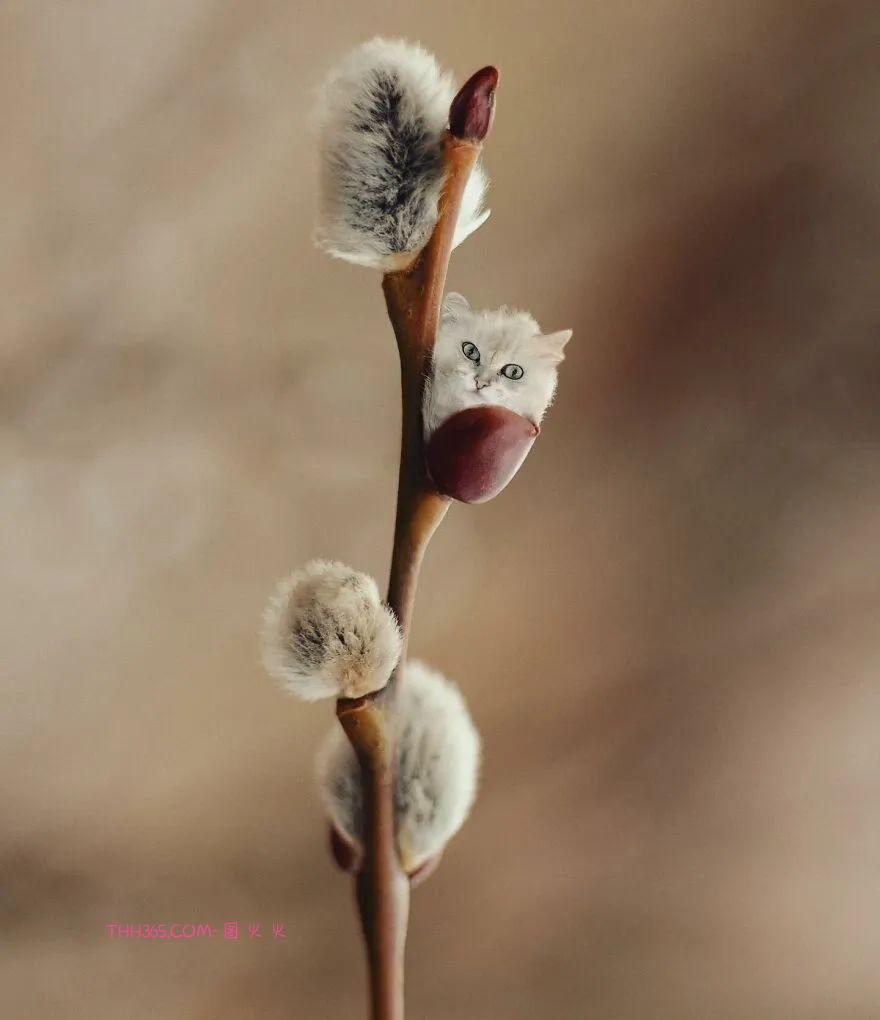太有趣了！16幅异想天开的混搭动物，越看越有意思插图1