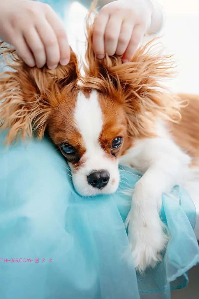 6款最适合青少年的宠物，让孩子拥有一份责任心插图3