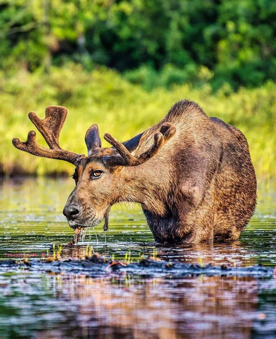 太有趣了！16幅异想天开的混搭动物，越看越有意思插图3