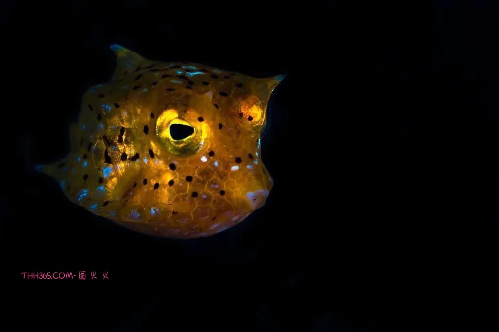 幽灵虾和海牛鱼，10种神奇的透明动物，你见过几个插图7