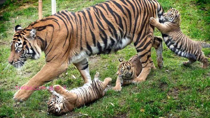 太搞笑了！动物父母的“带娃”史，原来也没那么简单插图6