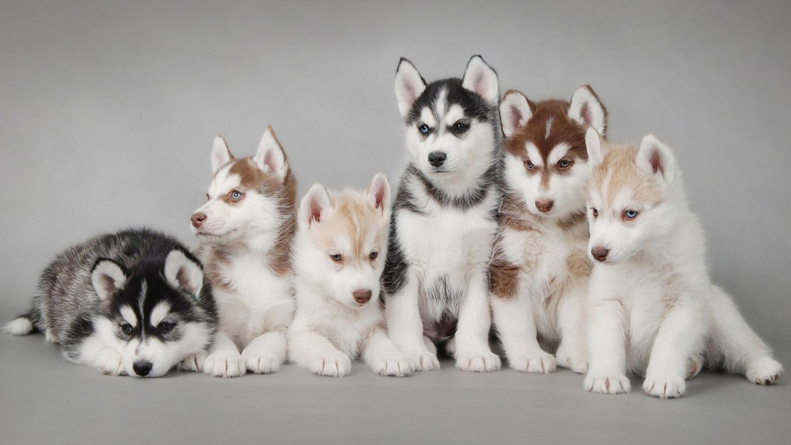 桌面壁纸 008 汪星人哈士奇幼犬5k壁纸 插图