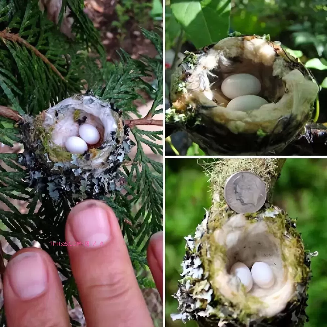 15个“看似没用但超有意思”的发现，刷新你对世界的认知插图3