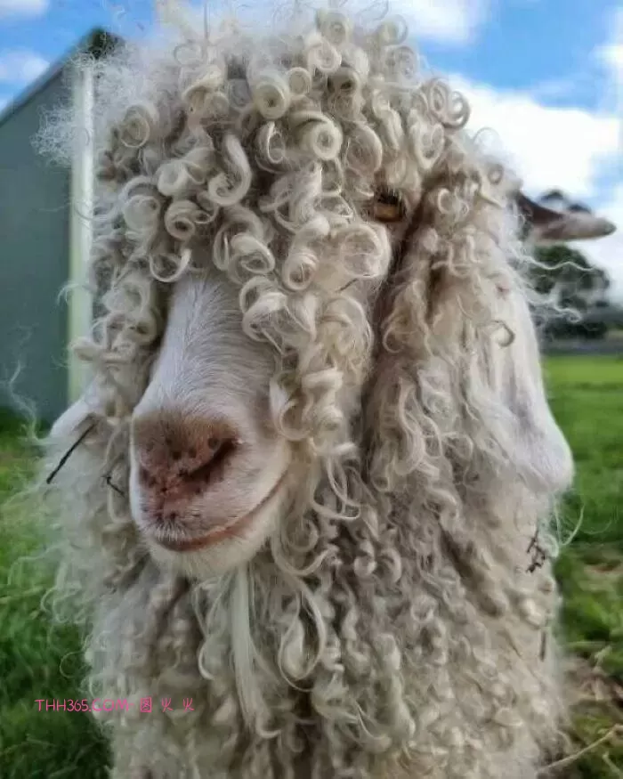 15个“看似没用但超有意思”的发现，刷新你对世界的认知插图13