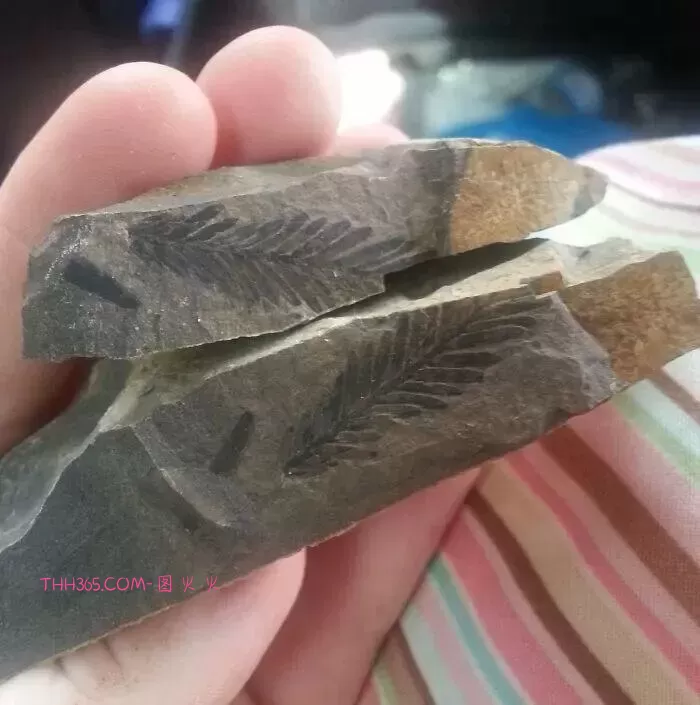 万万没想到！18个看起来普通的东西，里面居然藏着这些秘密！插图11