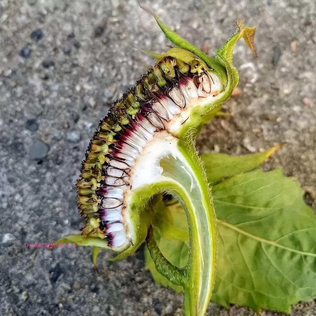 万万没想到！18个看起来普通的东西，里面居然藏着这些秘密！插图9