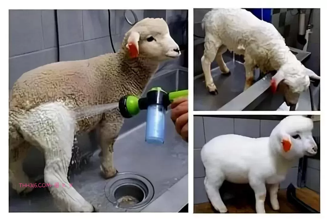 谁说生活无聊？24个治愈细节曝光！插图