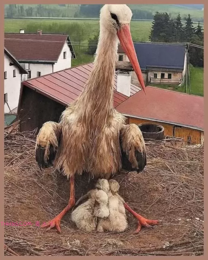 18个不可思议的事实：这个世界，比你以为的还精彩插图13