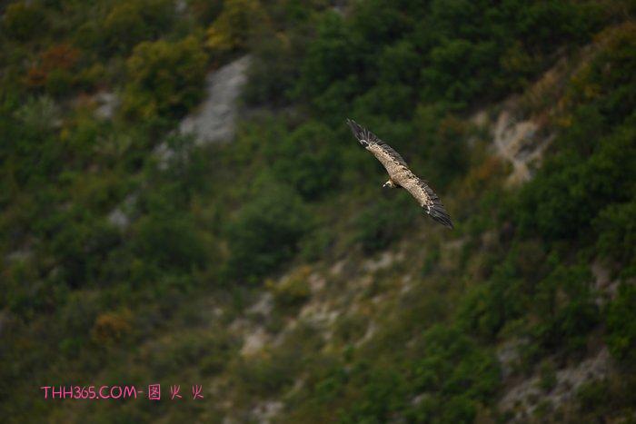 旗舰再进化：尼康Z9发布5.30固件，自动对焦能力显著提升插图2