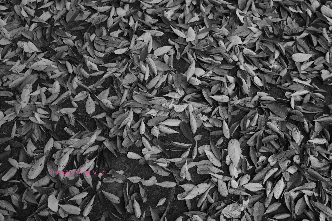 12999元!理光发布GR IV Monochrome纯黑白相机插图16 12999元!理光发布GR IV Monochrome纯黑白相机插图16