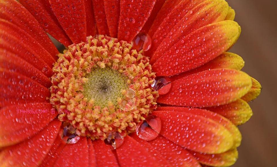 尼克尔 Z 24-105mm f/4-7.1正式发布插图2 尼克尔 Z 24-105mm f/4-7.1正式发布插图2