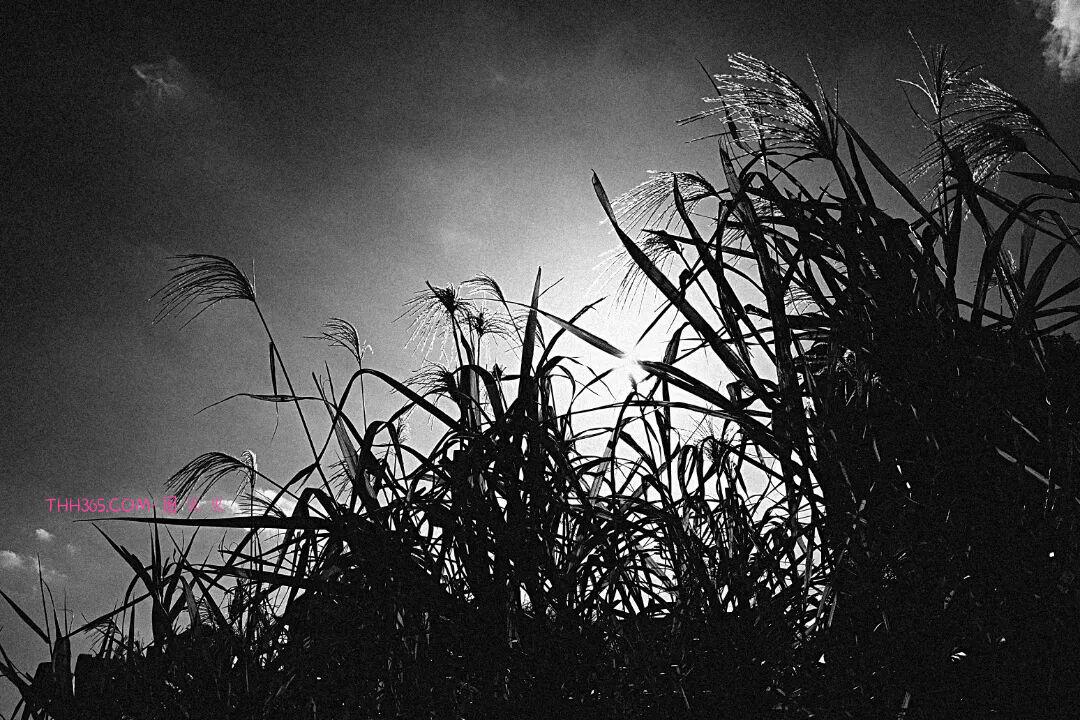 12999元!理光发布GR IV Monochrome纯黑白相机插图12 12999元!理光发布GR IV Monochrome纯黑白相机插图12