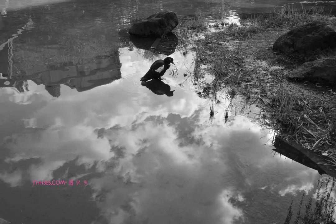 12999元!理光发布GR IV Monochrome纯黑白相机插图15 12999元!理光发布GR IV Monochrome纯黑白相机插图15