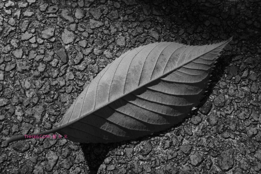 12999元!理光发布GR IV Monochrome纯黑白相机插图14 12999元!理光发布GR IV Monochrome纯黑白相机插图14