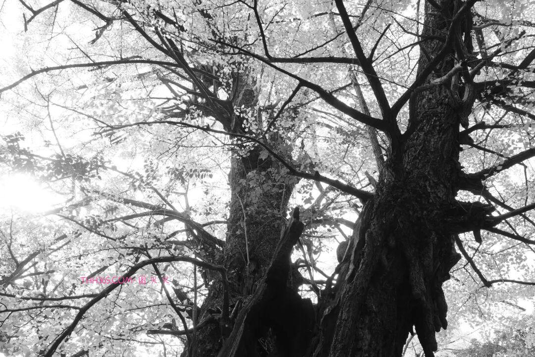 12999元!理光发布GR IV Monochrome纯黑白相机插图13 12999元!理光发布GR IV Monochrome纯黑白相机插图13