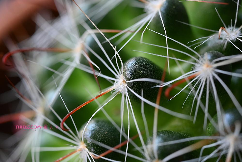 世界野生动植物日 尼康以影像绘就自然生灵之美插图 世界野生动植物日 尼康以影像绘就自然生灵之美插图