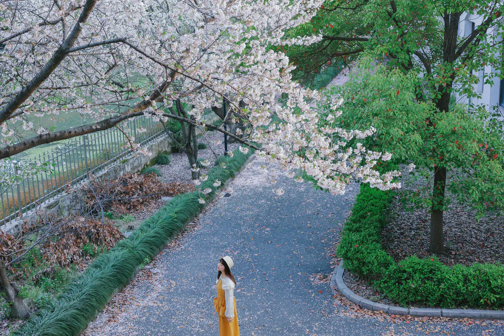 [YITUYU艺图语]2023.04.02 樱吹雪 蓝胖子[29+1P/232MB]插图