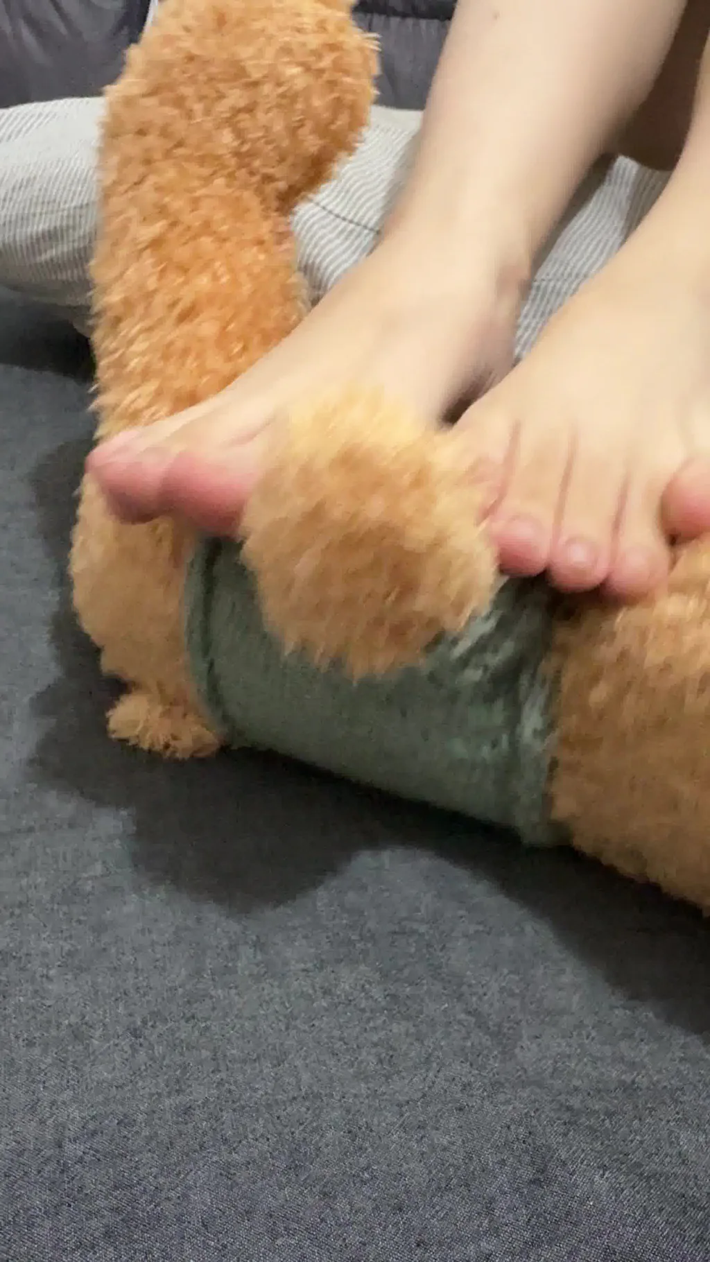 小羊蛋卷 089 小熊[1V/185M]插图