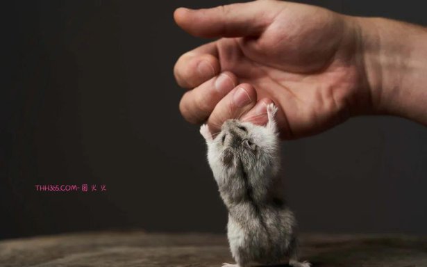 6款最适合青少年的宠物,让孩子拥有一份责任心