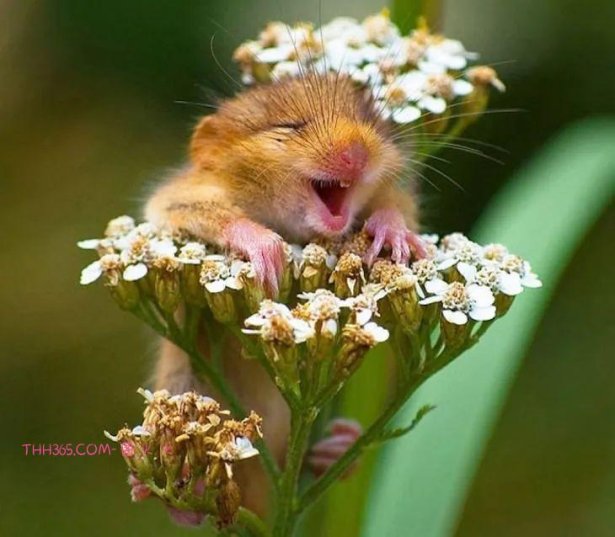 16种可爱的笑脸动物,边看边微笑