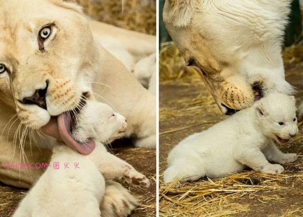 向动物妈妈致敬:15张照片,每一张看了都让人为之动容