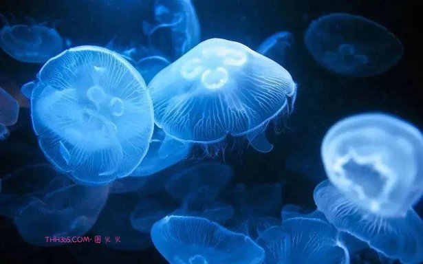 幽灵虾和海牛鱼,10种神奇的透明动物,你见过几个