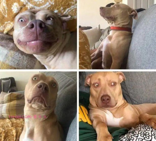 12张有趣的宠物图片,原来养宠物的生活也可以很有趣