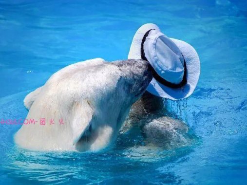 北极熊将一顶帽子玩出新戏法，网友：越看越想看，可爱极了！