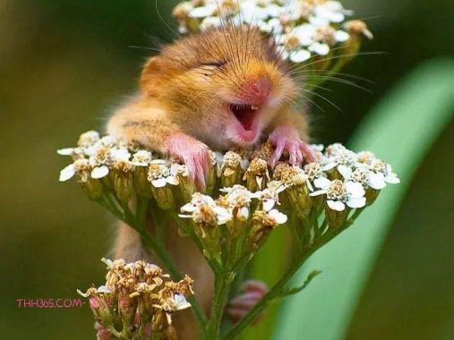 16种可爱的笑脸动物，边看边微笑