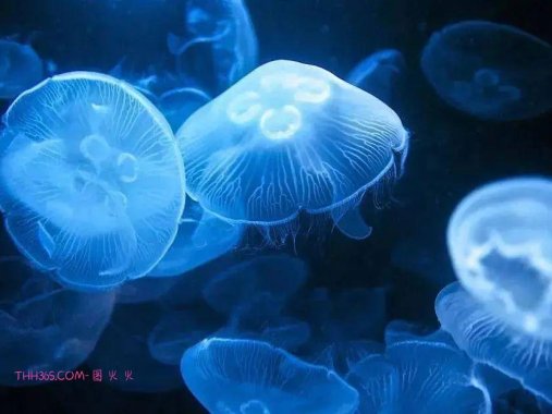 幽灵虾和海牛鱼，10种神奇的透明动物，你见过几个