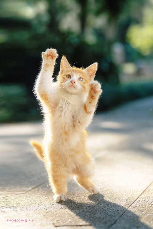 晒出年度影像答卷 尼康2025影像征集活动携重磅好礼启幕