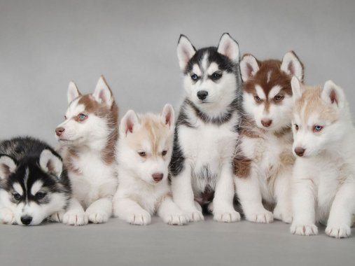 桌面壁纸 008 汪星人哈士奇幼犬5k壁纸 