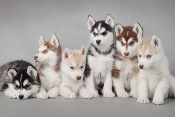 桌面壁纸 008 汪星人哈士奇幼犬5k壁纸 