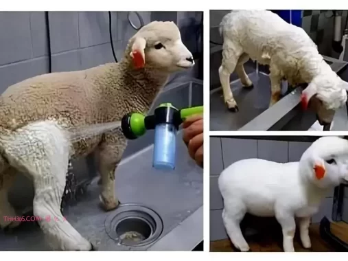 谁说生活无聊？24个治愈细节曝光！